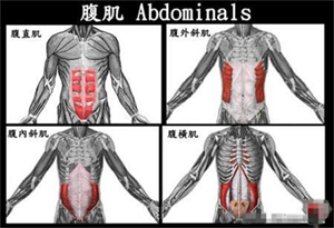 腹肌怎么练,蜜桃在线播放健健身器材公司告诉你.jpg